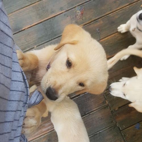 8개월진트리버(엄마:리트리버, 아빠:진돗개)  분양