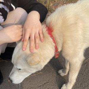 서귀포 고망난돌입구 버스 정류장 유기견(진돗개)