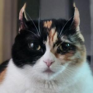 조치원 먼치킨 고양이