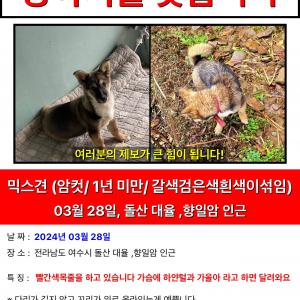 🚨여수시 향일암 ,대율인근에서 강아지를 찾습니다🚨