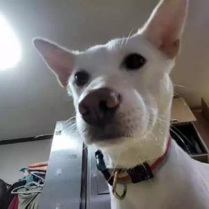 진돗개 소금이를 찾습니다.