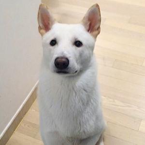 분당 판교에서 진돗개를 잃어버렸습니다