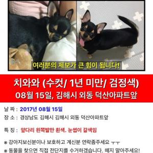내외동에서 콩이를 찾습니다