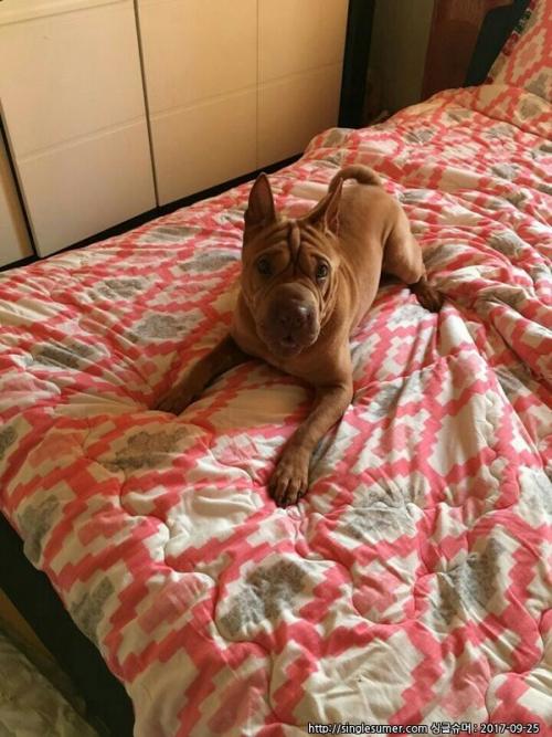 샤페이분영합니다..