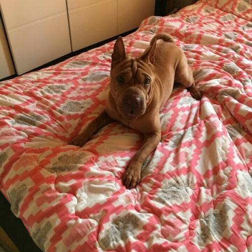 샤페이분영합니다..