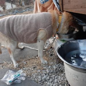 전북 남원 인월 운봉 강아지 찾습니다