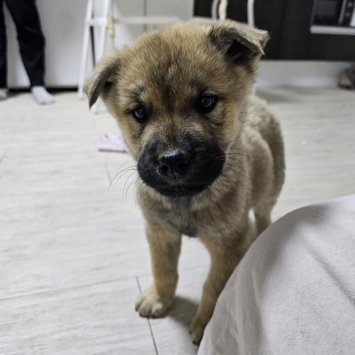 시바견,진돗개 믹스 분양함니다