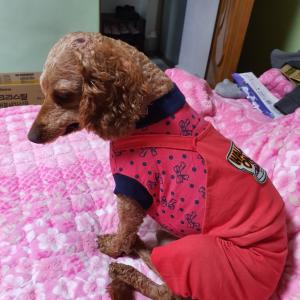 영암군 삼호읍 녹색로 954 인근에서 초코를 찾아주세요