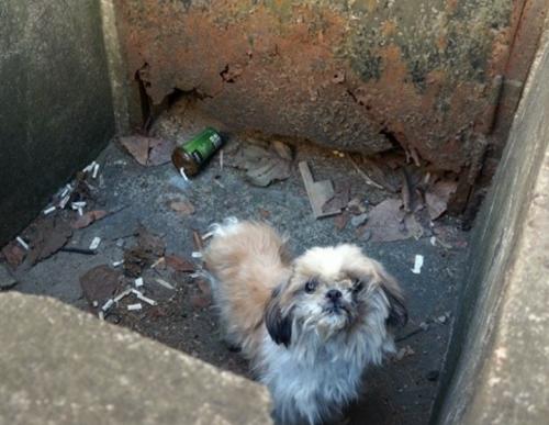 시츄인지 믹스견이천안다가동근처 성별모름