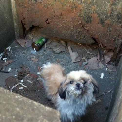 시츄인지 믹스견이천안다가동근처 성별모름