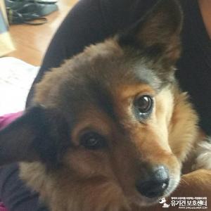 강아지를 찾습니다