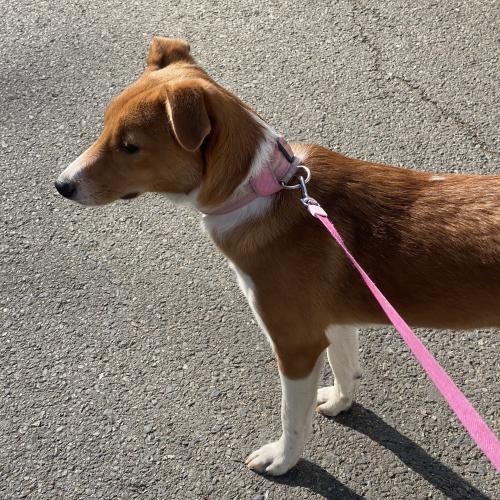 강아지 주인찾아요