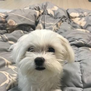 말티즈를 찾습니다