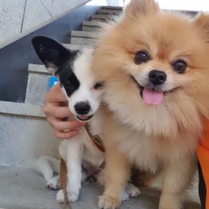 청도군 황색 포메라니안 찾습니다 ㅠㅠ