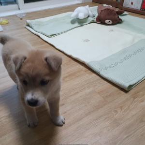수원 화서역 어린 강아지 보호중입니다.