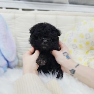 라이트실버푸들분양 모량빵빵 동글동글 실버푸들 공주님 분양해요