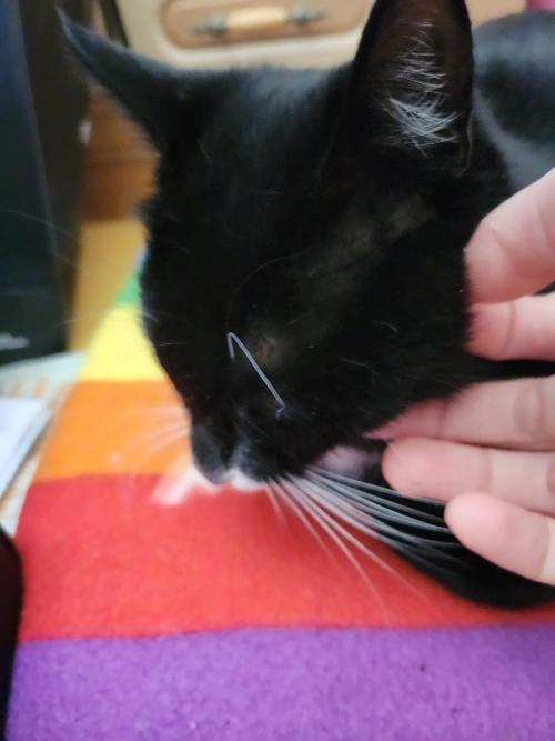 무료분양 고양이의 새가족이 되어주실 분을 구합니다!