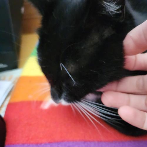 무료분양 고양이의 새가족이 되어주실 분을 구합니다!