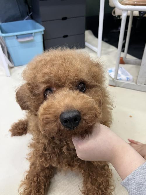 2살 푸들 데려가세요