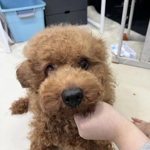 2살 푸들 데려가세요