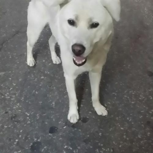 해리(3세) // 진도견 // 청량리 경찰서사거리 에서 목격하였습니다.