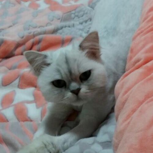 고양이를 찾습니다.