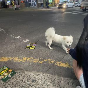 하대동에서 강아지 잃어버리신 분 ㅠㅠ
