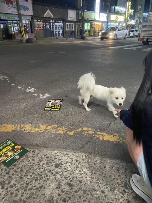 하대동에서 강아지 잃어버리신 분 ㅠㅠ