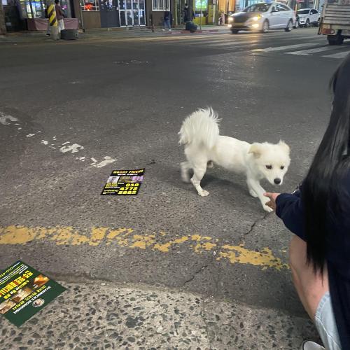 하대동에서 강아지 잃어버리신 분 ㅠㅠ