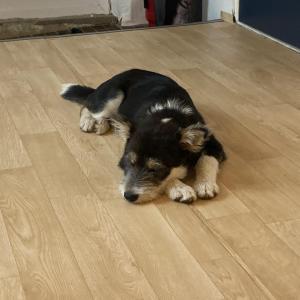 강아지 찾습니다 ㅠㅠ 제주도 성산읍