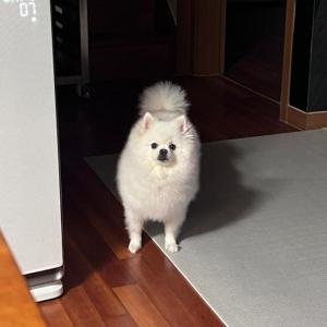 [완료] 부산 사상구에서 잃어버린 폼피치/폼피츠 찾습니다