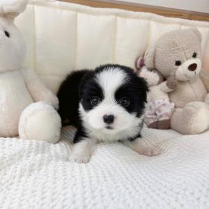 보더콜리 공주님 분양 합니다.