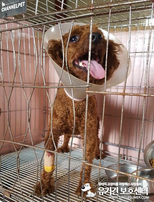 천안유기동물보호소에 있는 푸들 남아 분양합니다~