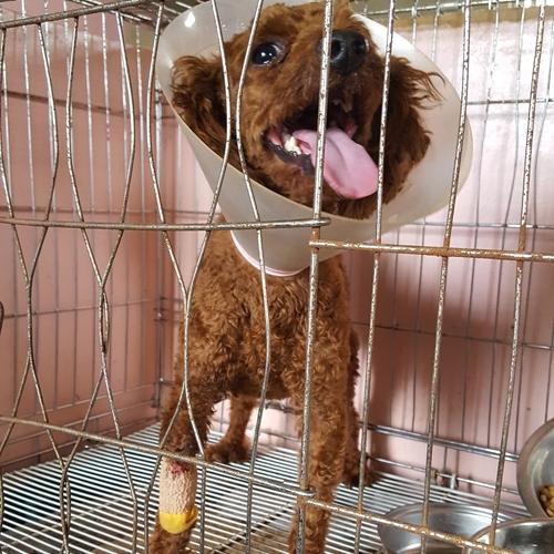 천안유기동물보호소에 있는 푸들 남아 분양합니다~