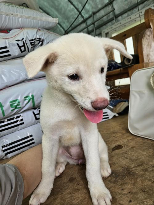 강아지 키우실 분 찾습니다