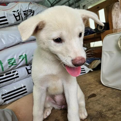 강아지 키우실 분 찾습니다