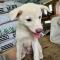 강아지 키우실 분 찾습니다
