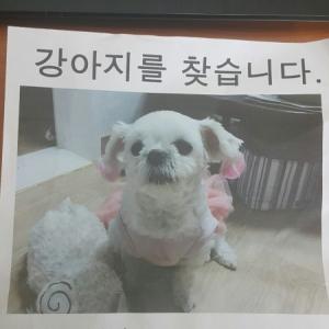 강아지를 찾아주세요 강원도 원주입니다.