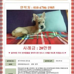 안성 공도 8개월 슈나우저 믹스견 여아 연한갈색털 강아지 찾아요