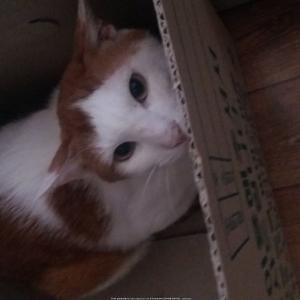 고양이 한마리 입양 보냅니다.