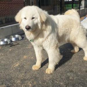 남자 골든리트리버 믹스견 찾습니다