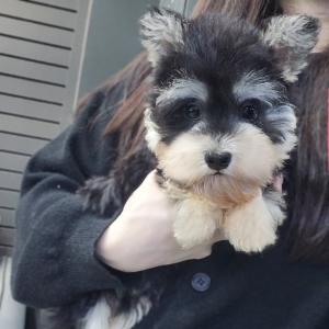 [15만원] 미니어처 슈나우저 왕자님 책임분양해요