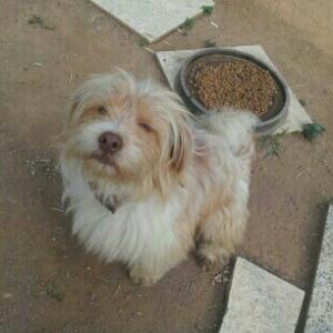 경기도 하남시 믹스견 잃어버렸습니다.