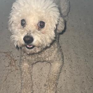 앙꼬를 찾습니다