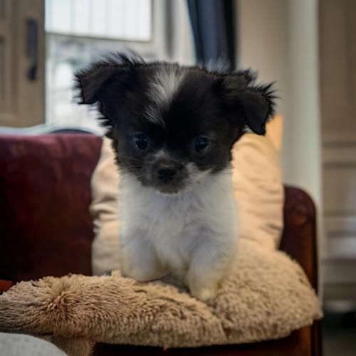 3개월 귀여운 말티치 분양 보냅니다.