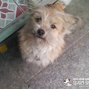 똘이를 찾습니다.