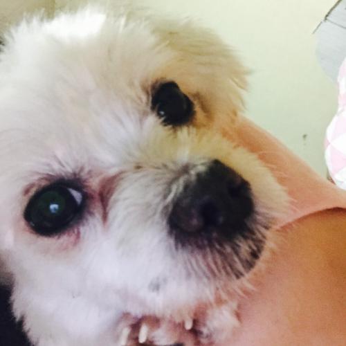 인천 구월동 말티즈 여아 보호중입니다