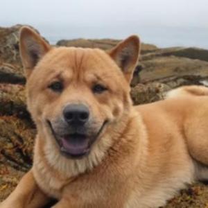 서울시 동작구 상도3동 대형견 황도를 찾습니다!(감사합니다 찾았습니다!!)