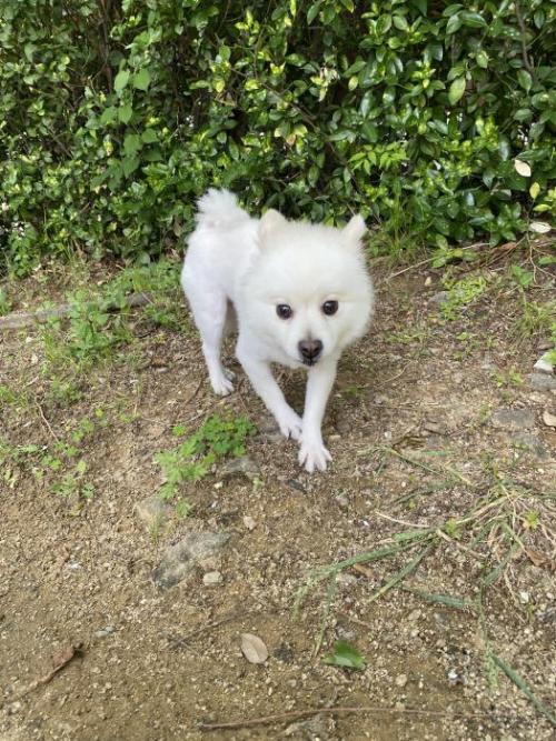 강아지 주인 찾습니다