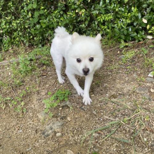 강아지 주인 찾습니다